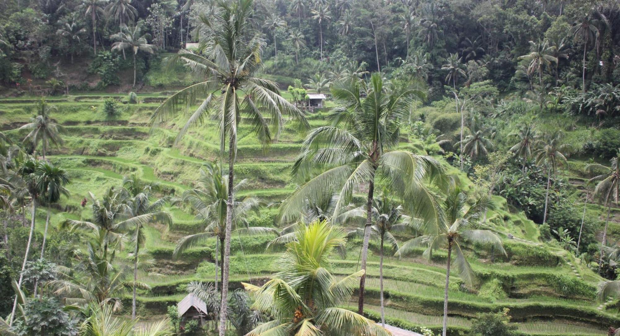 Sari Gong Guest House, A Trishula Collection Ubud  Exterior photo